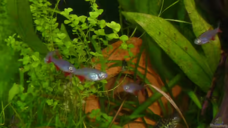 Aphyocharax anisitsi und Corydoras reticulatus von Deino (22)