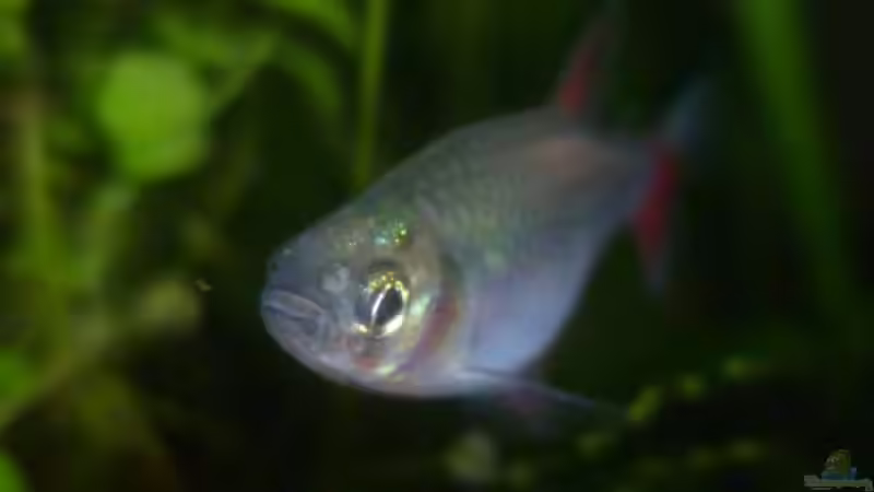 Aphyocharax anisitsi von Deino (32)