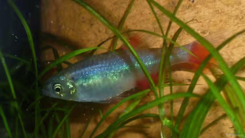 Aphyocharax anisitsi von Deino (33)