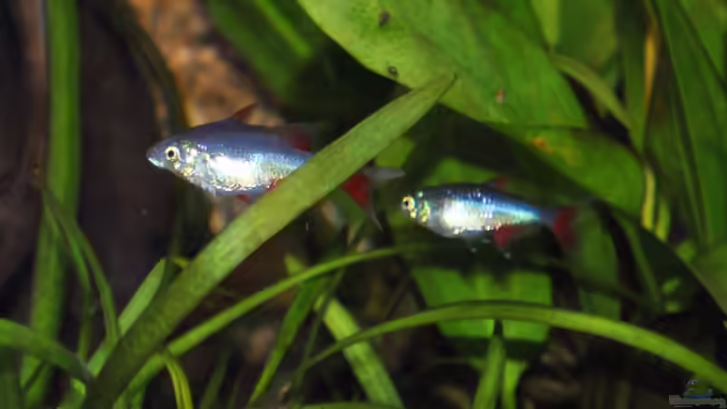 Aphyocharax anisitsi von Deino (37)