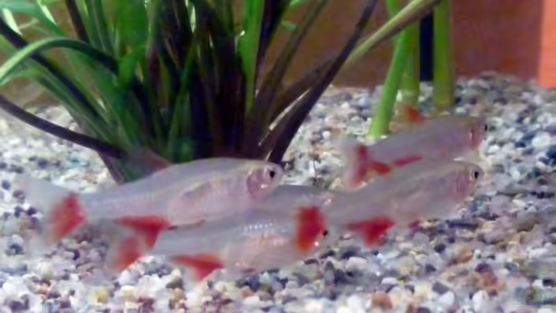 Aphyocharax anisitsi von Deino (38)