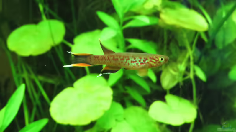 Aquarien mit Aphyosemion australe (Bunter Prachtkärpfling)