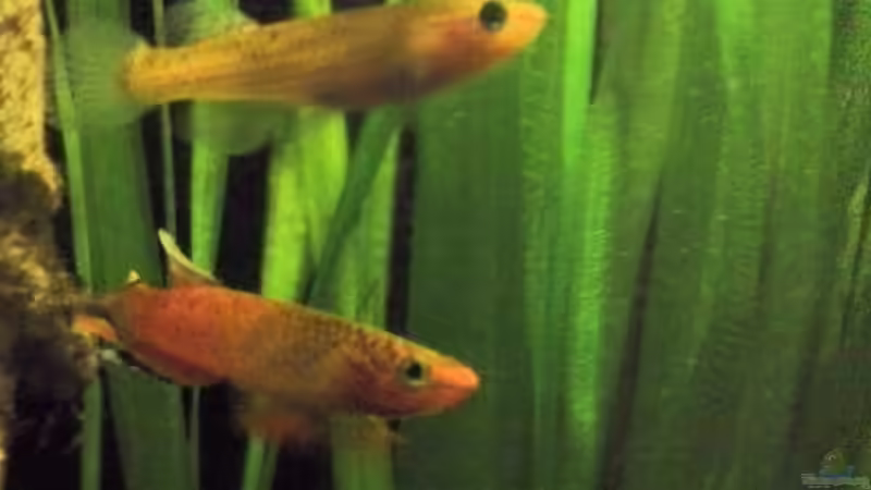 Aquarien mit Aphyosemion-Arten (Einrichtungsbeispiele für Aphyosemion-Arten)
