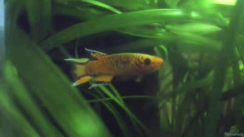 Aphyosemion australe ´Gold´ Männchen von Patrick Scheffer (19)