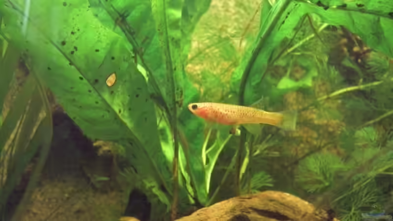 Aphyosemion australe ´Gold´ Weibchen von Patrick Scheffer (21)