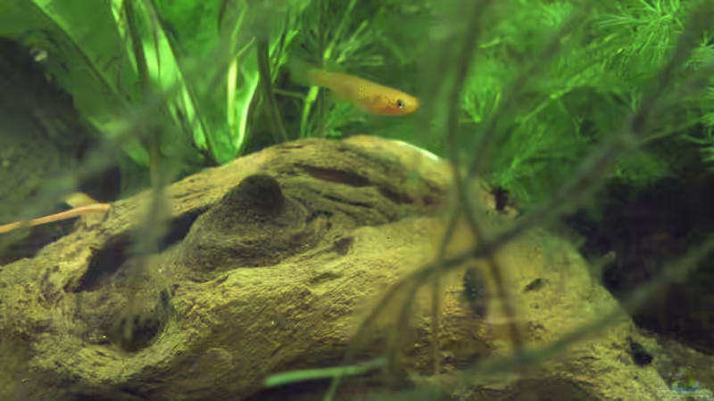 Aphyosemion australe ´Gold´ Weibchen von Patrick Scheffer (22)