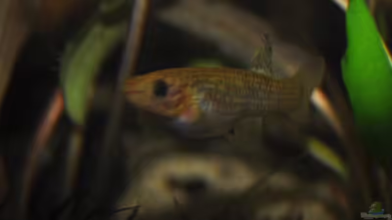 Aquarien mit Aphyosemion-Arten (Einrichtungsbeispiele für Aphyosemion-Arten)