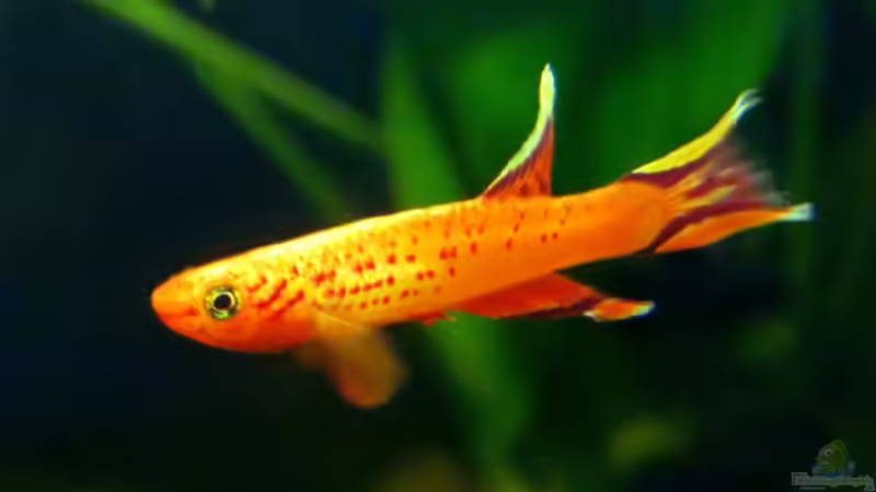 Aphyosemion australe (m) von misch (15)