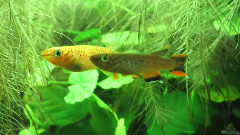 Aquarien mit Aphyosemion-Arten (Einrichtungsbeispiele für Aphyosemion-Arten)