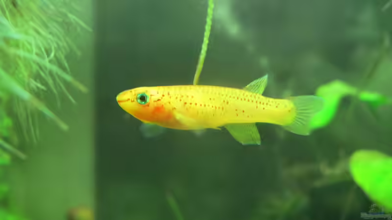 Aphyosemion australe (w) von misch (18)