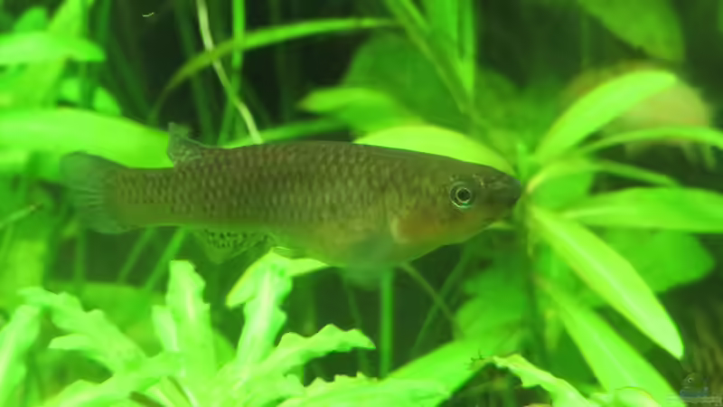 Aphyosemion australe (w) von misch (20)