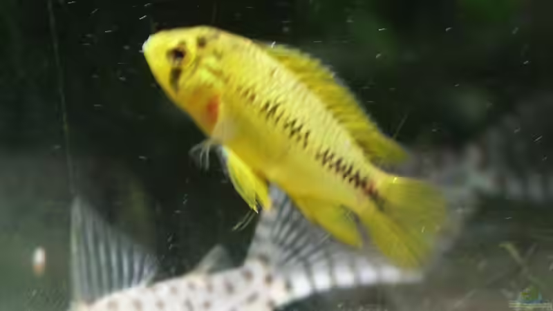 Apistgramma borelli Weibchen von Dschinn (57)