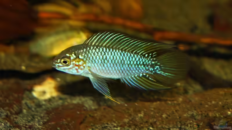 Apistigramma borelli Opal Männchen von marxbre (60)