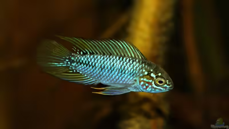 Apistigramma borelli Opal Männchen von marxbre (65)