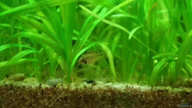 Einrichtungsbeispiele für die Haltung von Apistogramma nijsseni (Panda-Zwergbuntbarsch) im Aquarium