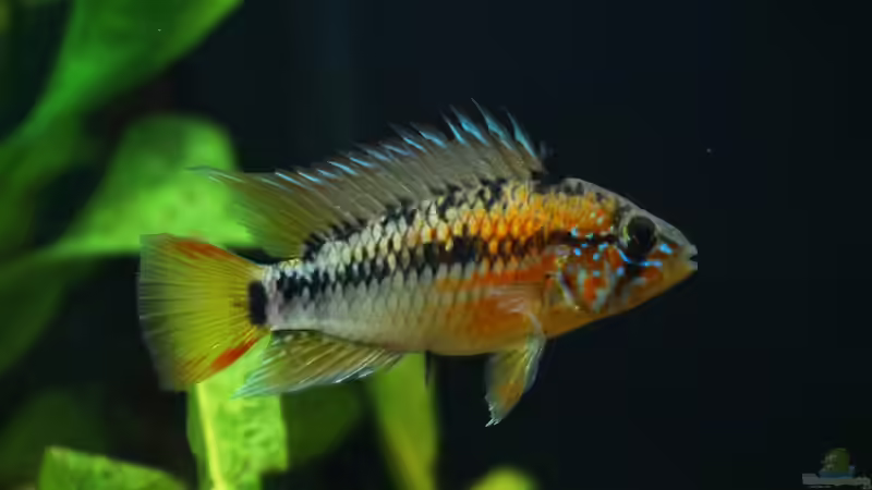 Apisto-Männchen von Rein (4)