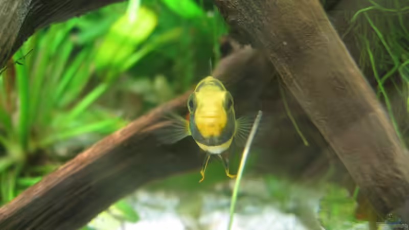 Apisto Weibchen von Patricia (11)