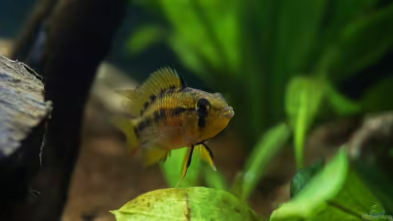 Apisto-Weibchen von Rein (5)