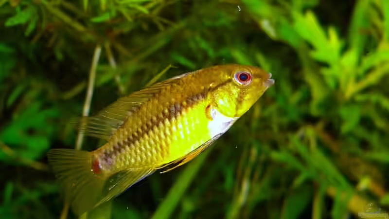 Apistogramm Hongsloi, das Weibchen von Schattenherz (7)