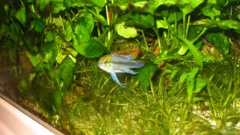 Apistogramm trifasciata Männchen von Toni Habich (7)