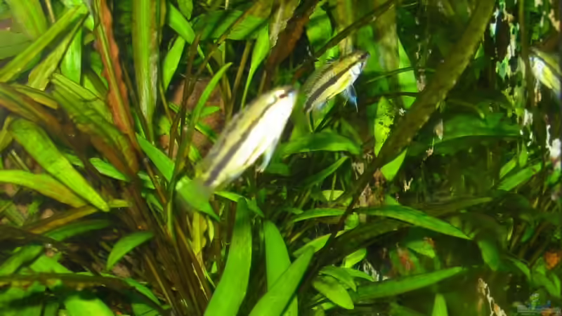 Apistogramm trifasciata Weibchen von Toni Habich (9)
