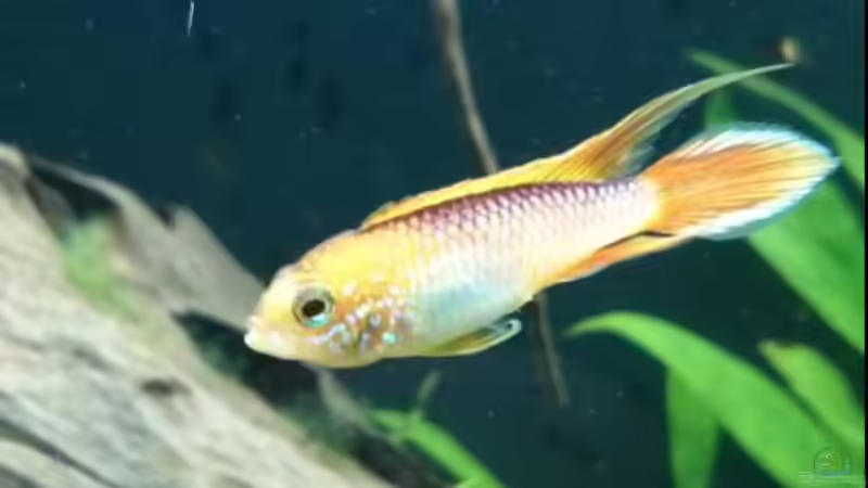 Apistogramma agas. ´fire red´ von Aalfred (12)