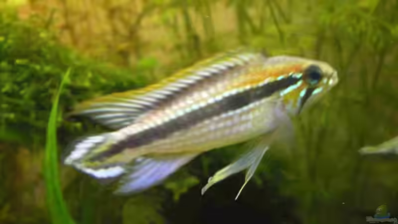 Apistogramma agassizi Santarem Red Back (M) von CPeters (7)