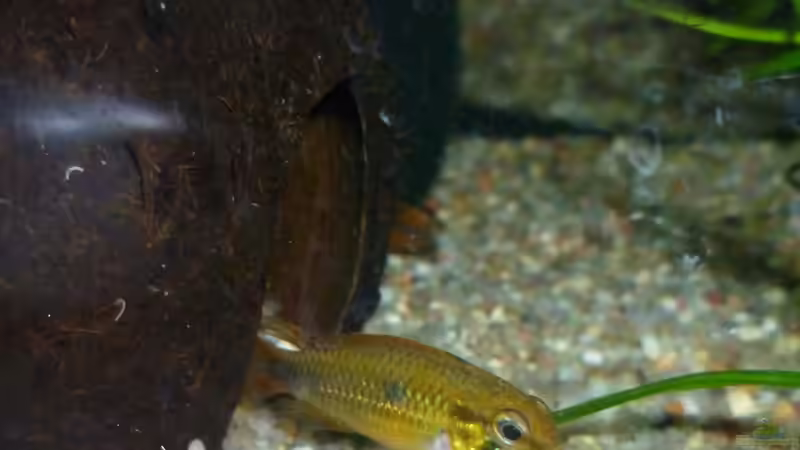 Apistogramma agassizii - Höhlenbewachung von Deino (30)