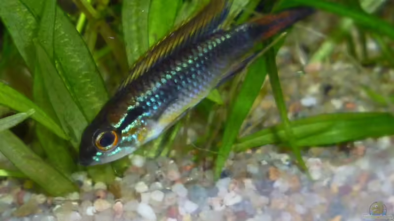Apistogramma agassizii - Männchen von Deino (27)