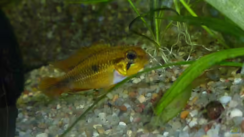 Apistogramma agassizii - Weibchen von Deino (28)