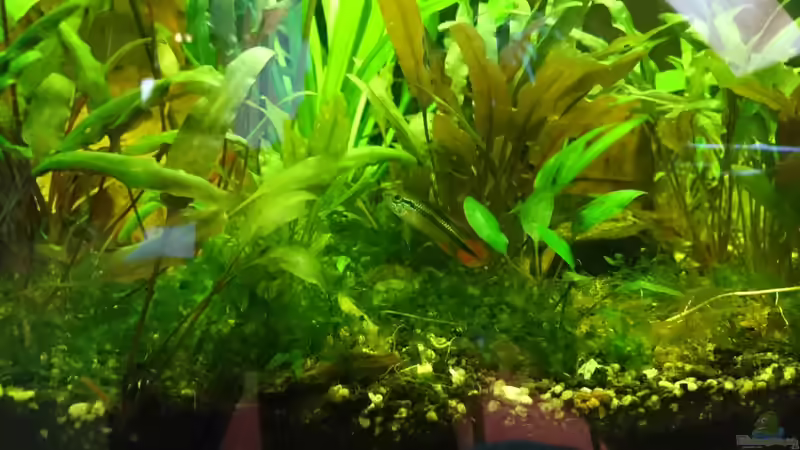 Einrichtungsbeispiele für die Haltung von Apistogramma agassizii (Agassiz-Zwergbuntbarsch) im Aquarium