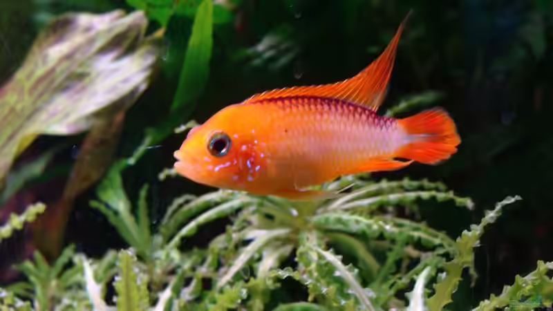 Apistogramma agassizii ???Fire Red??? von Christian Heitmann (6)