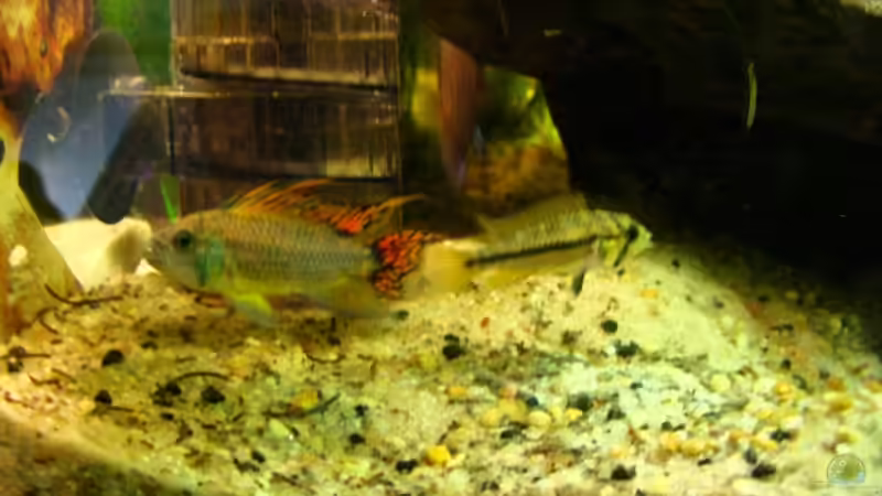 Apistogramma agassizii Kakadu-Zwergbuntbarsch-Pärchen von Trockenschwimmer (17)