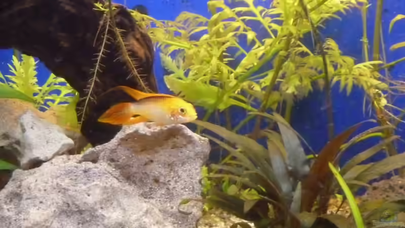 Apistogramma agassizii Männchen von TheHippo (8)