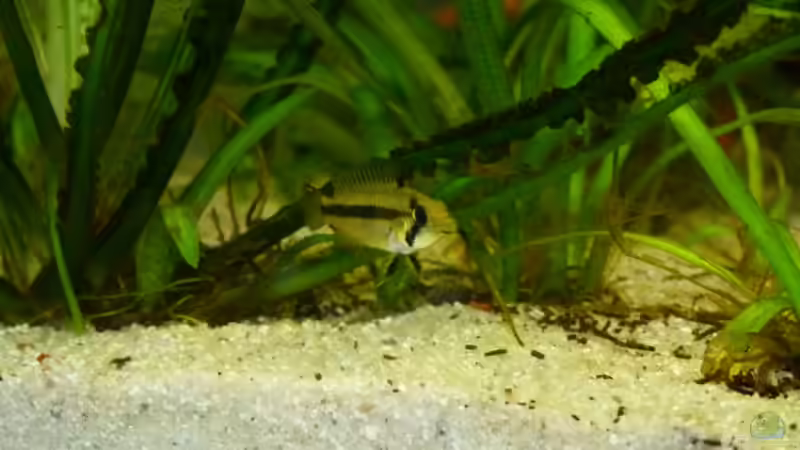 Einrichtungsbeispiele für die Haltung von Apistogramma agassizii (Agassiz-Zwergbuntbarsch) im Aquarium