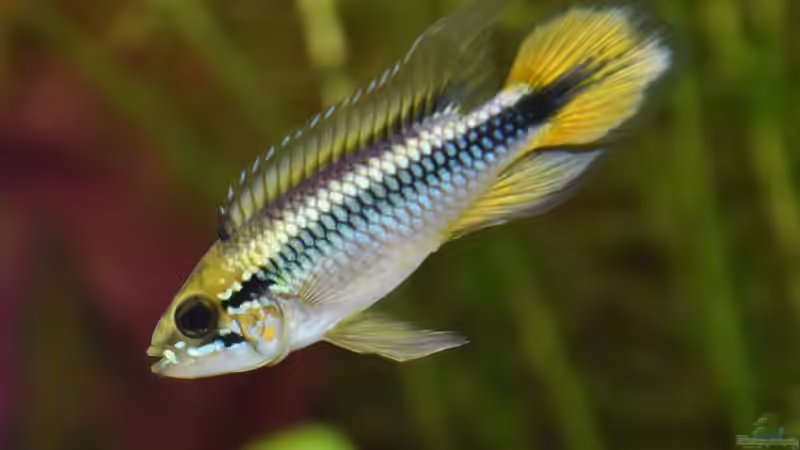 Apistogramma agassizii von Josef Kalt (7)