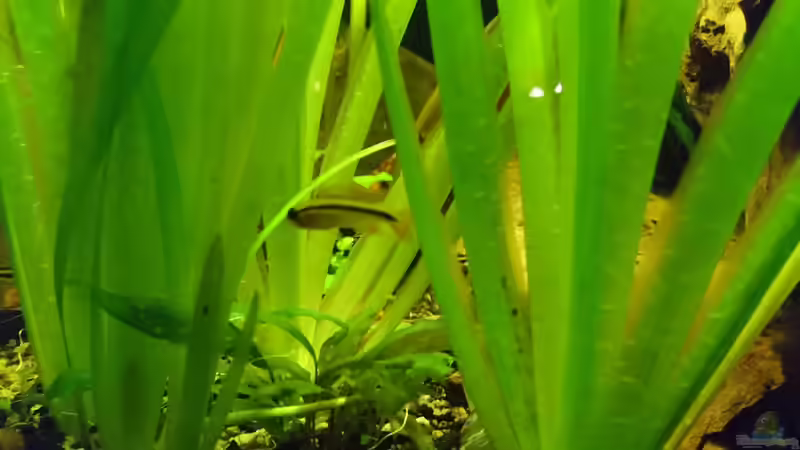 Apistogramma agassizii Weibchen  von Cello (13)
