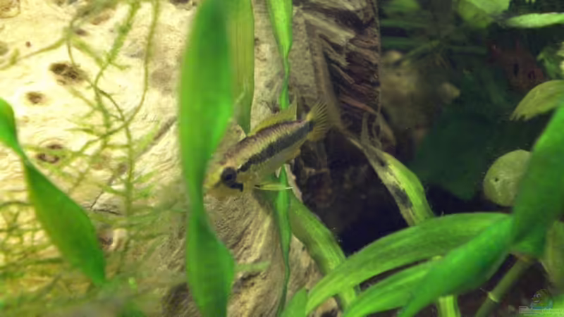 Apistogramma agassizii Weibchen von ChrisW (6)