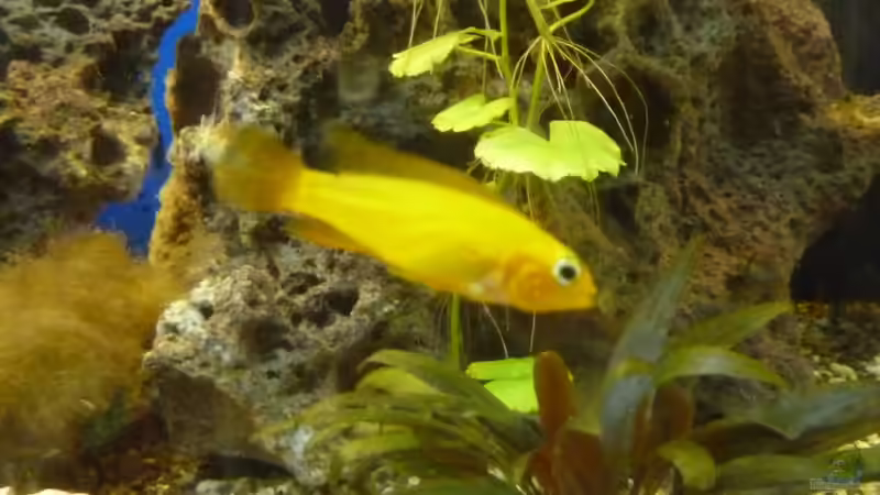 Einrichtungsbeispiele für die Haltung von Apistogramma agassizii (Agassiz-Zwergbuntbarsch) im Aquarium