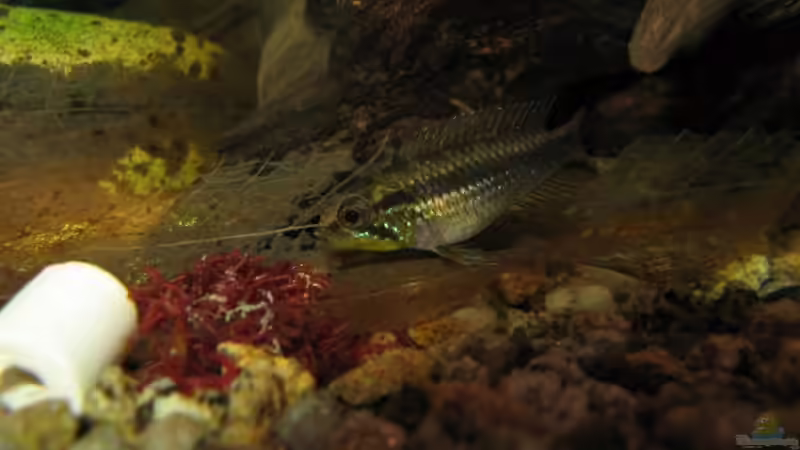 Einrichtungsbeispiele für die Haltung von Apistogramma agassizii (Agassiz-Zwergbuntbarsch) im Aquarium