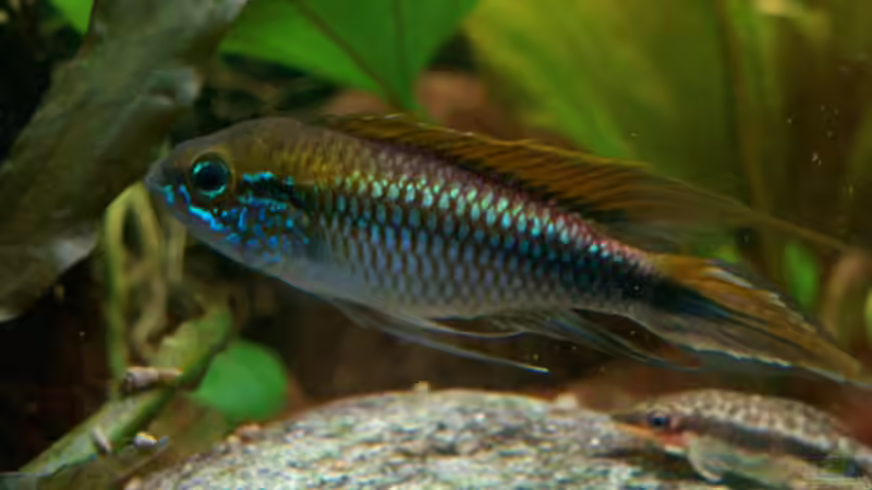 Einrichtungsbeispiele für die Haltung von Apistogramma agassizii (Agassiz-Zwergbuntbarsch) im Aquarium