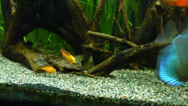 Apistogramma Agassizzi red fire von Aqualady (9)