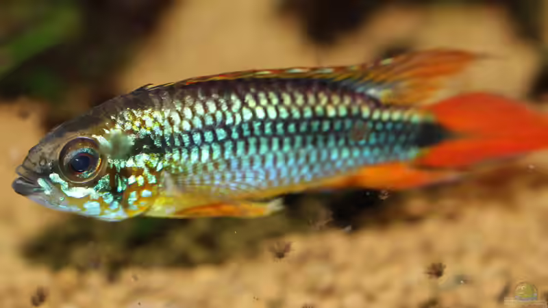 Apistogramma agazissi - Männchen von Redfin (10)