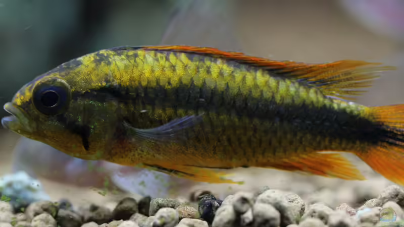 Apistogramma Agazissi Weibchen von Redfin (20)