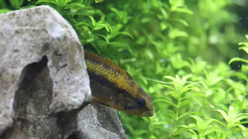 Apistogramma Agazissi Weibchen von Redfin (9)