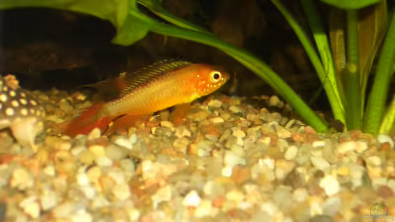 Apistogramma agazzi von bobbyfee (19)