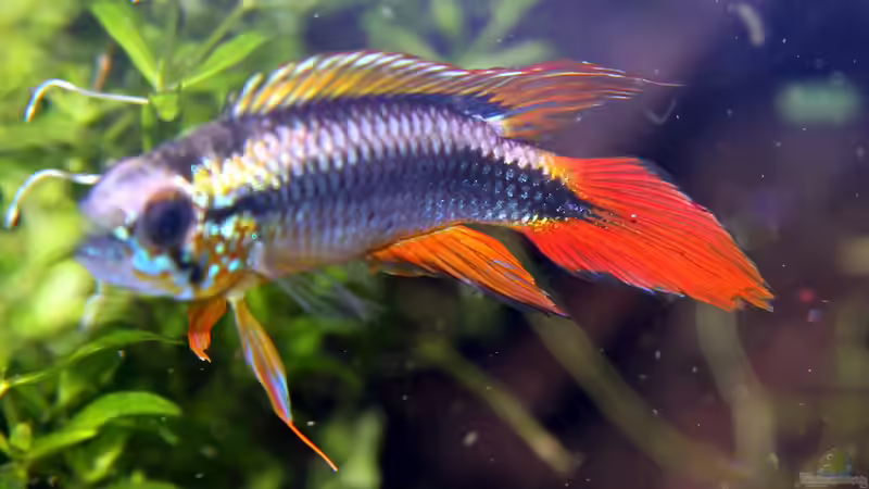 Apistogramma agazzissi red 2 von Redfin (27)