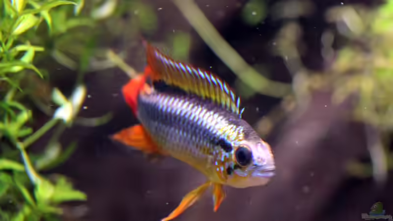 Apistogramma agazzissi red von Redfin (31)