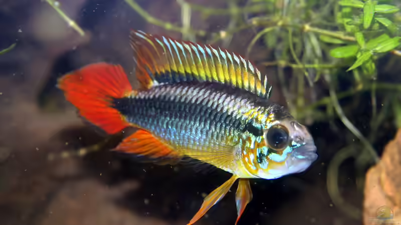 Apistogramma agazzissi red von Redfin (32)