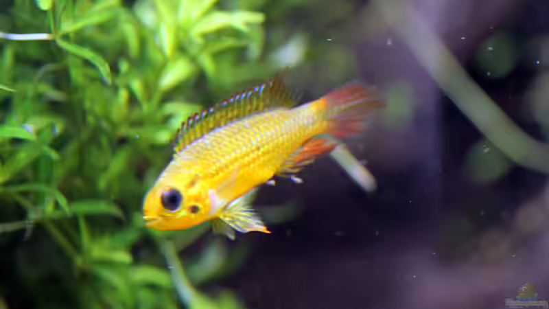 Apistogramma agazzissi red Weibchen von Redfin (30)